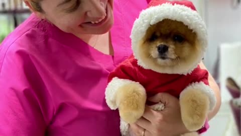 #puppycute #cutepuppy #cutedog #fyp