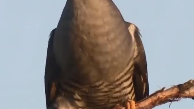The bird