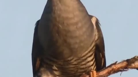The bird