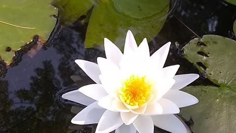 Water Lily