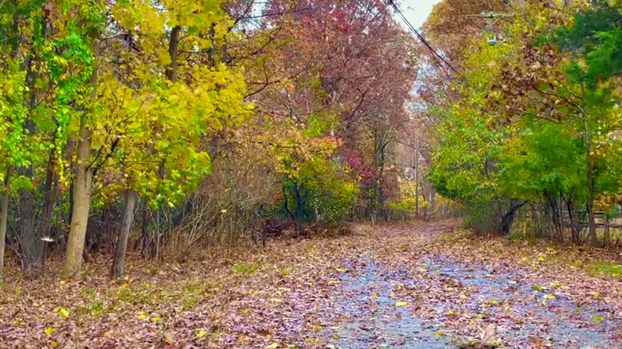 Autumn Leaves Falling | Blowing from trees on a windy fall days | Relaxing Ambience