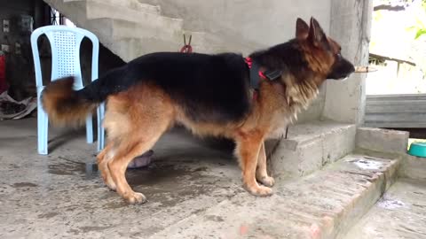 German Shepherd barking