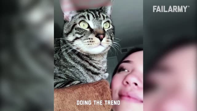 Funny Cat Fails | Funny Cat Compilation