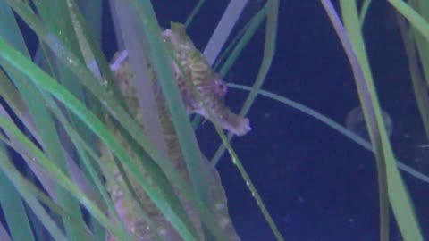 Seahorse