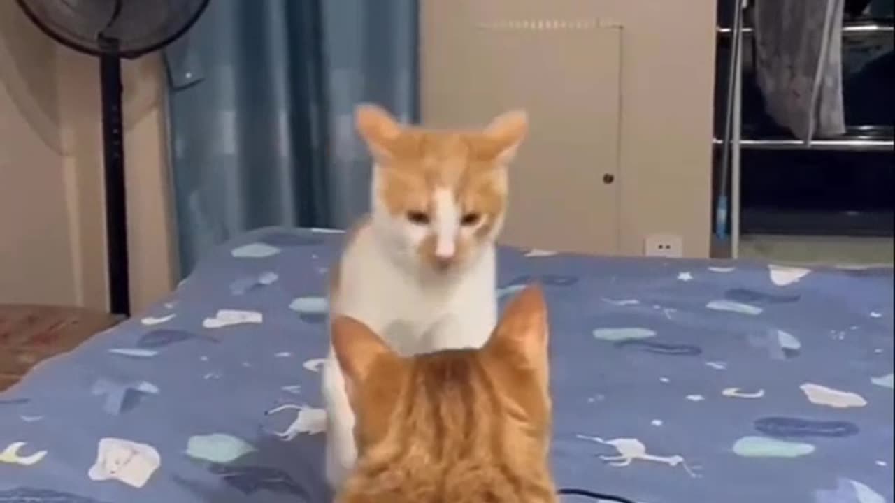 Cute Cat Fight Compilation