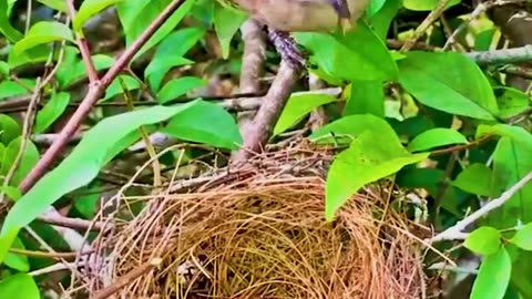 Best mother birds 🐦🕊️