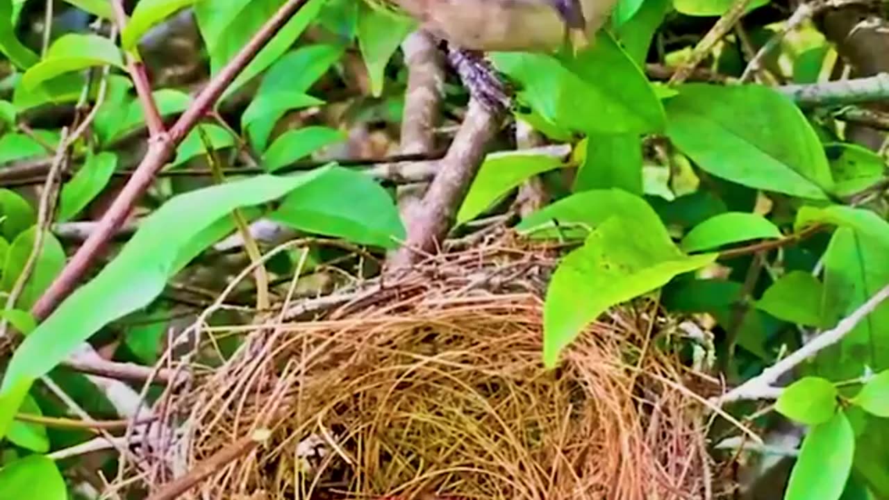 Best mother birds 🐦🕊️