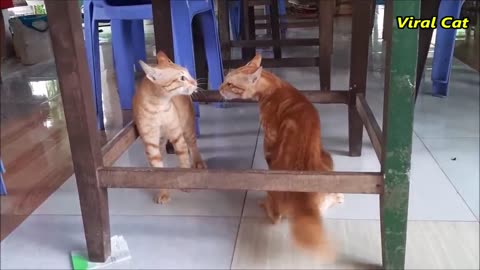 Cats Fighting and Meowing - These Two are Bloody Brothers _ Viral Cat