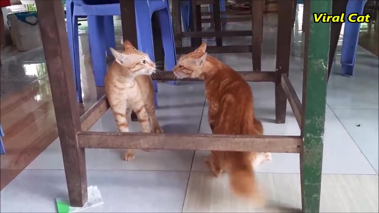 Cats Fighting and Meowing - These Two are Bloody Brothers _ Viral Cat