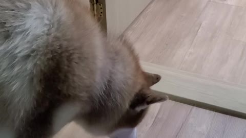 Husky's reaction to the first fish toy.
