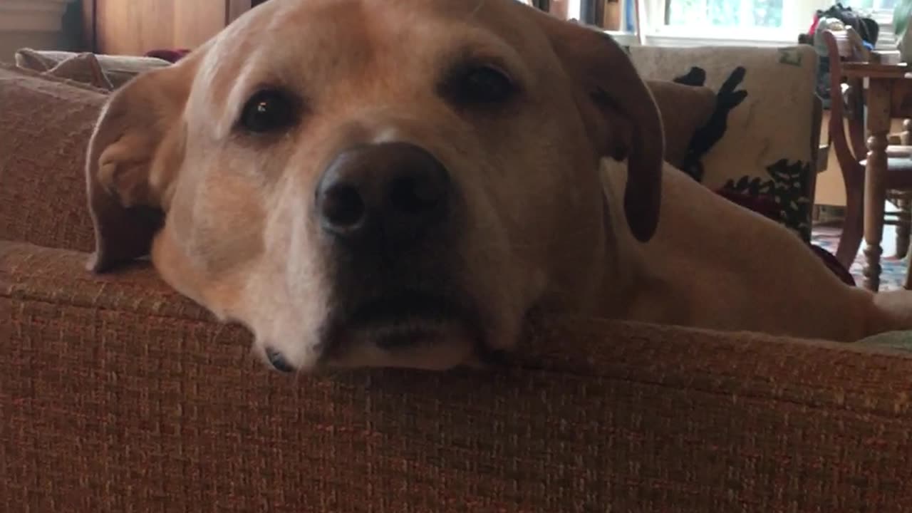 Yellow Lab does eye exercises