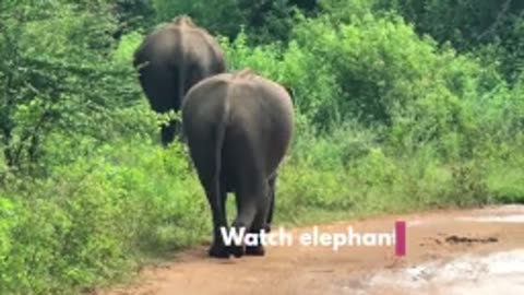 Sri lankan wild elephant cross the road