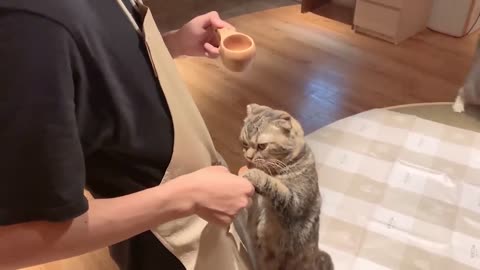 This channel is all about cute animals mainly cats!