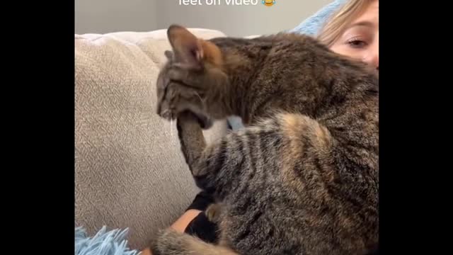 Funniest Cats 😹 - Don't try to hold back Laughter 😂 - Catz43