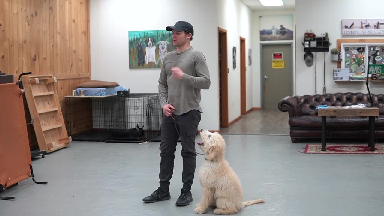 Teach ANY dog to walk nice on the leash | 5 MINUTE DOG TRAINING RESULTS!