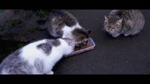 Stray cat Episode 4