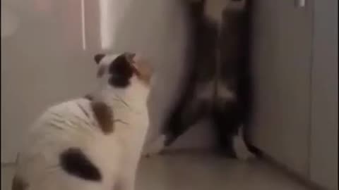 Cat funny act