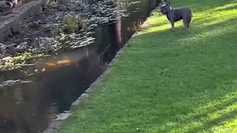 When your dog is more funny than you - Funniest Animals 2023