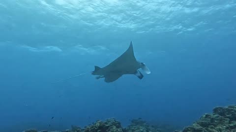 beautiful stingray