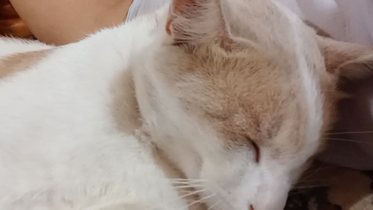 When the cute cat is sleeping, nobody should make noise!