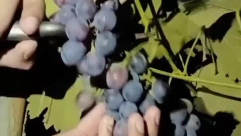 How to make this fresh grape's fruit.