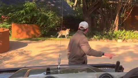 Leopard Stalks jeep (Funny)