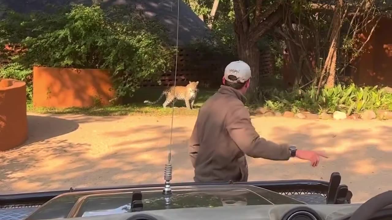 Leopard Stalks jeep (Funny)