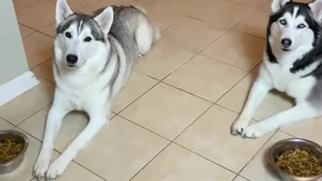 How To Keep Your Husky CALM While Feeding Them!!!