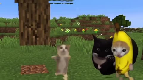 Happy Cat Series Happy and Banana cat videos