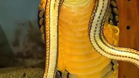 Snake vs snake
