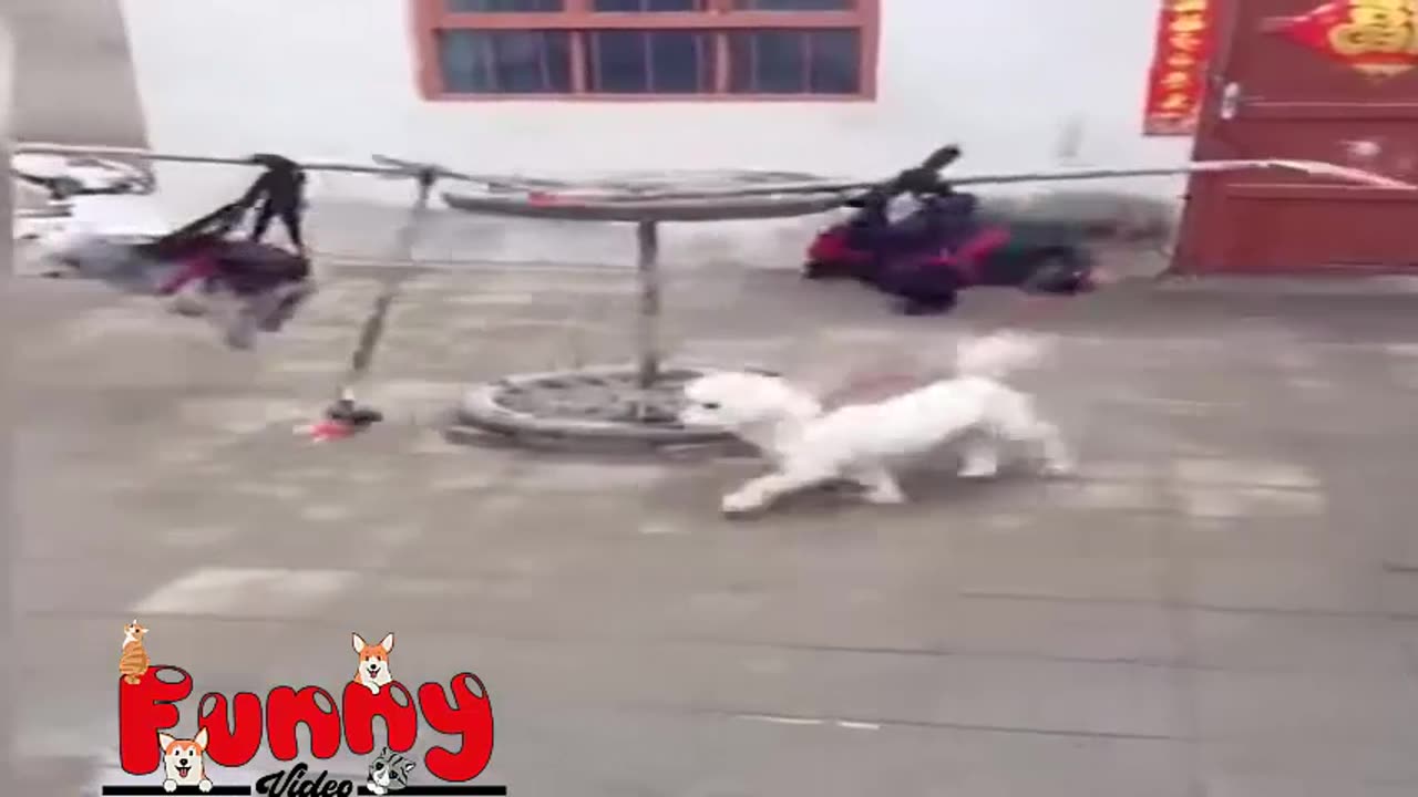 BEST FUNNY ANIMAL VIDEOS CUTE CATS AND CRAZY DOG 07