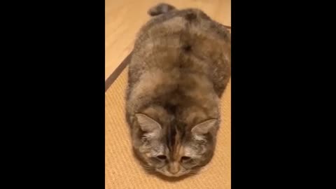 Funny video