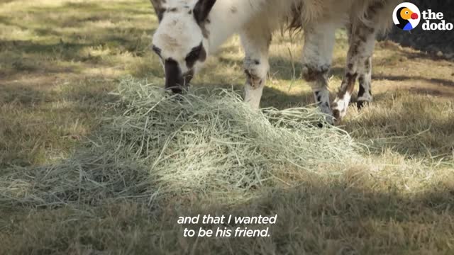 Guy Can’t Get His Rescue Llama To Trust Him Until He Starts Playing Hard To Get The Dodo