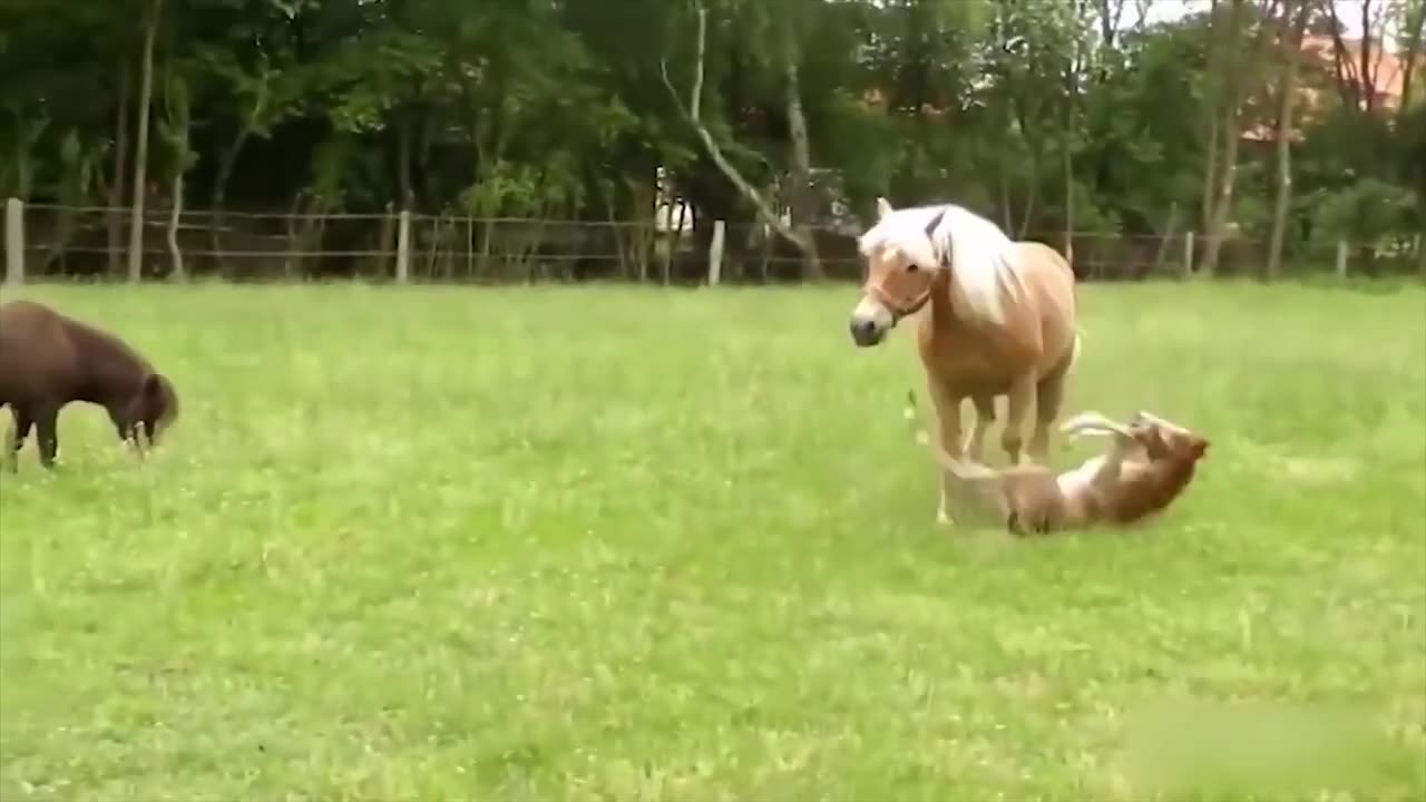 Funy animal video