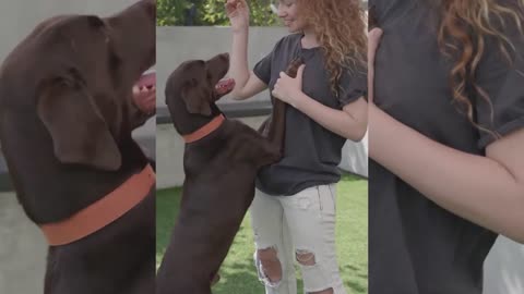 Funniest and Cutest Dog Training New