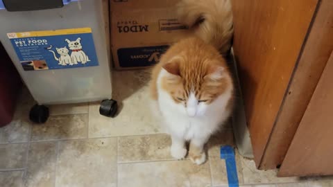 Norwegian forest cat getting breakfast