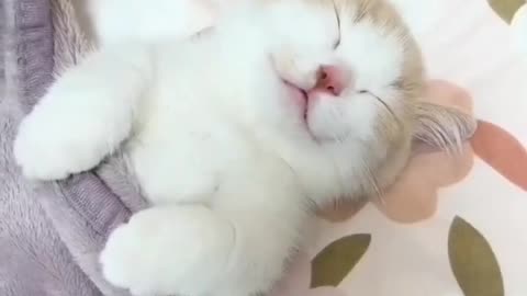 Cute Animals , pet videos