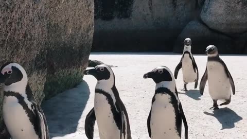Cute animal.