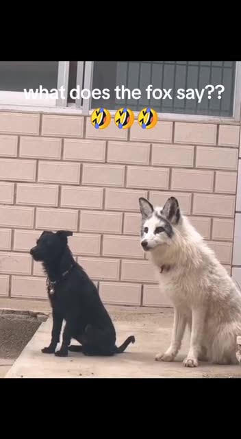 When a fox is raised among dogs 🤣😊
