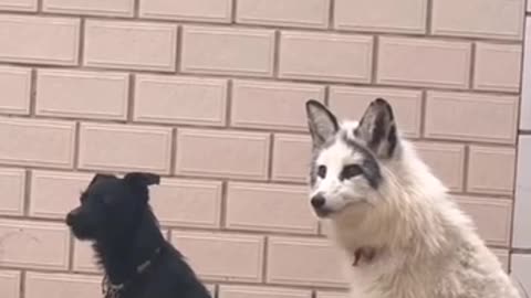 When a fox is raised among dogs 🤣😊