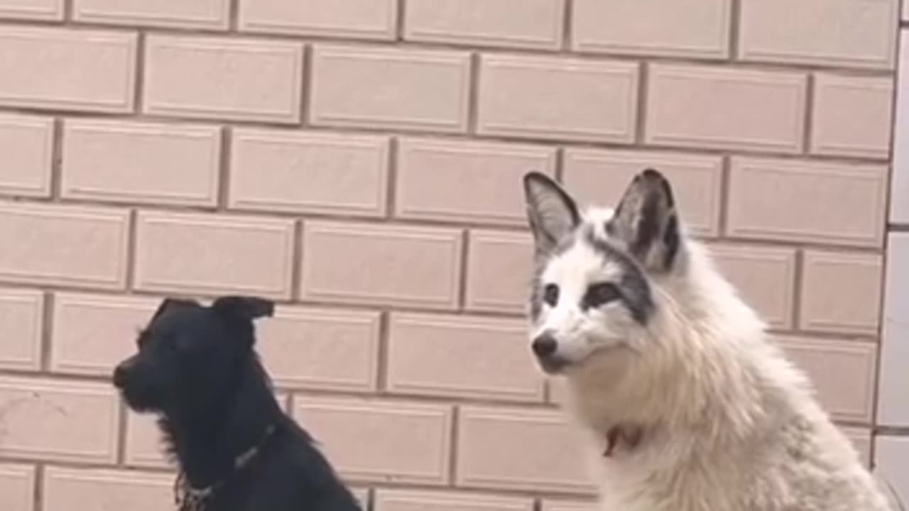 When a fox is raised among dogs 🤣😊