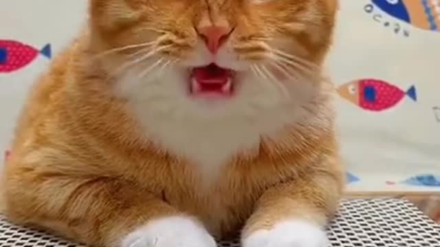 Cute Cats and Funny Animals