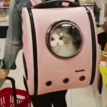 Cute Cat Gif