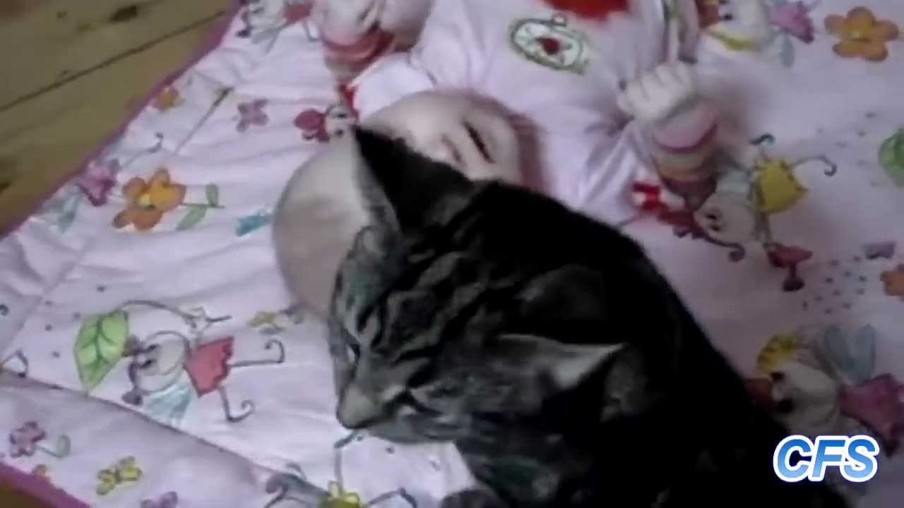 funny cat with cute baby