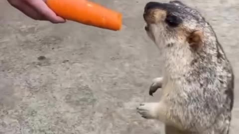 🤣😹 wait till the end 🤣 Funny animal videos. 😹🤣