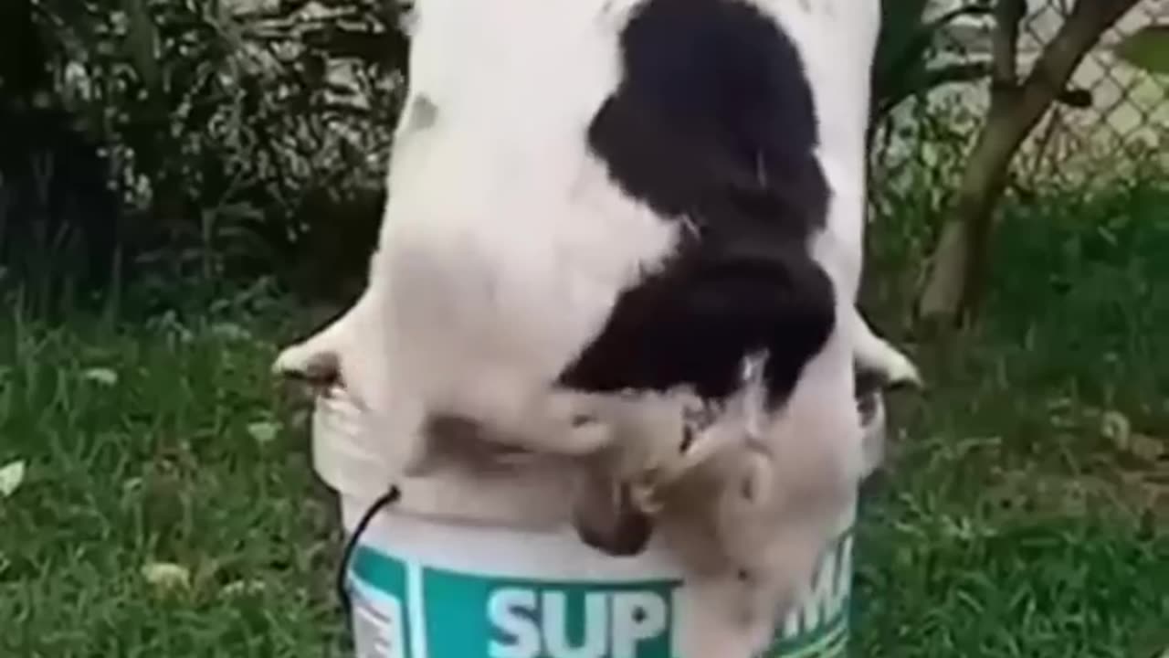 Funny Animals 2023π-funniest cats and dogs videoππ 211 #rumble video #funny a