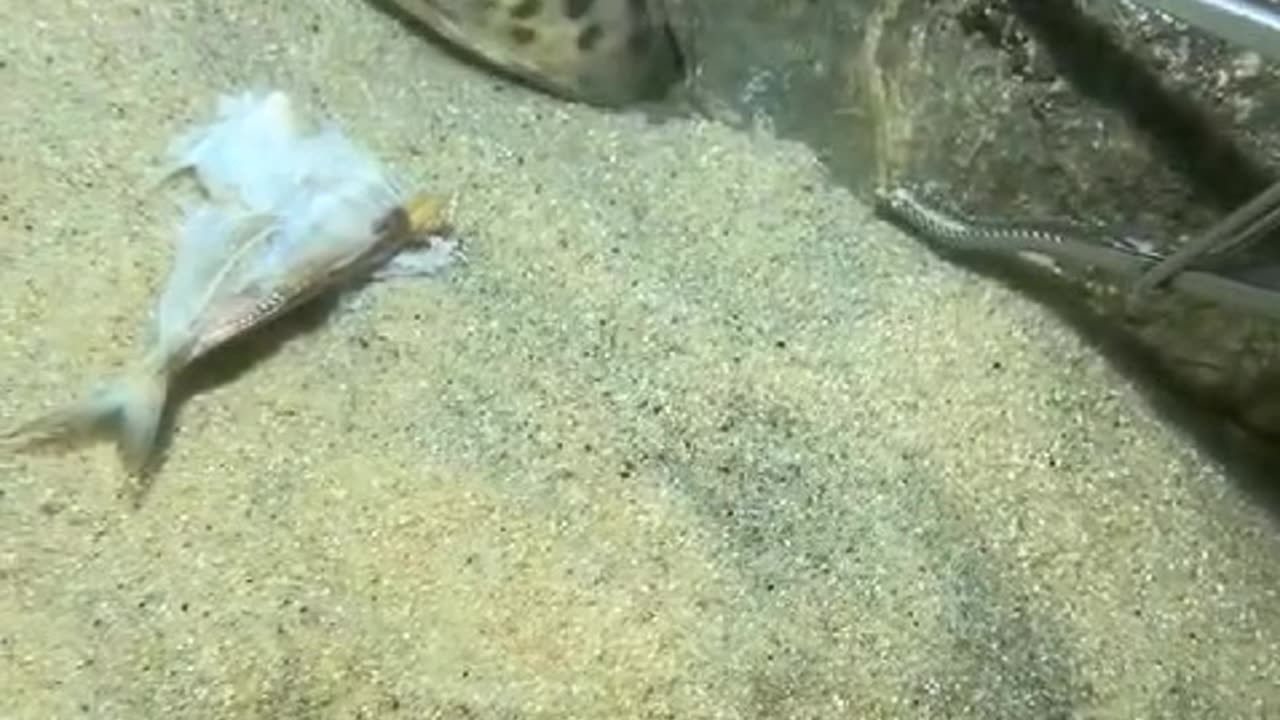 Funny fish with a sweet baby girl