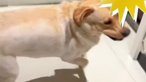 Funny animal videos 😂😂🥰🥰😂