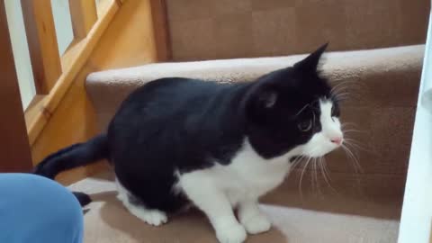 Cat Wiggles Butt Before Pouncing