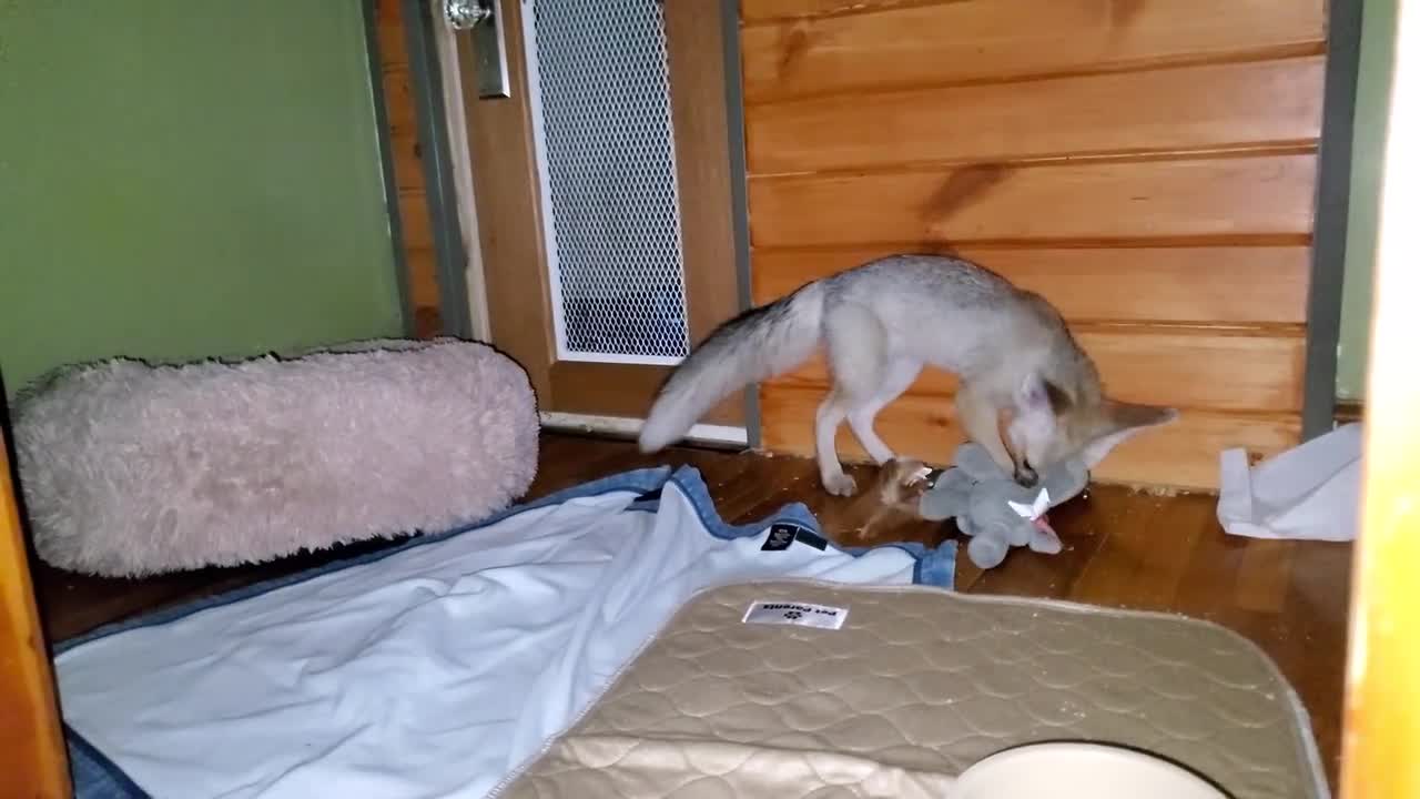 Fawzi fox gets MORE toys and goes eeee hehehe